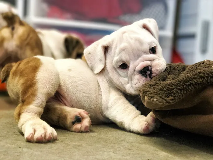 Puppies N Love Picture 10