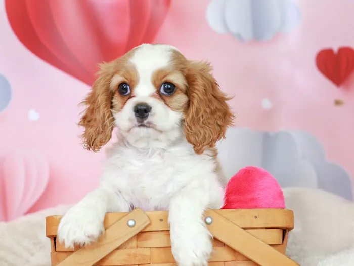 Puppies N Love Picture 7