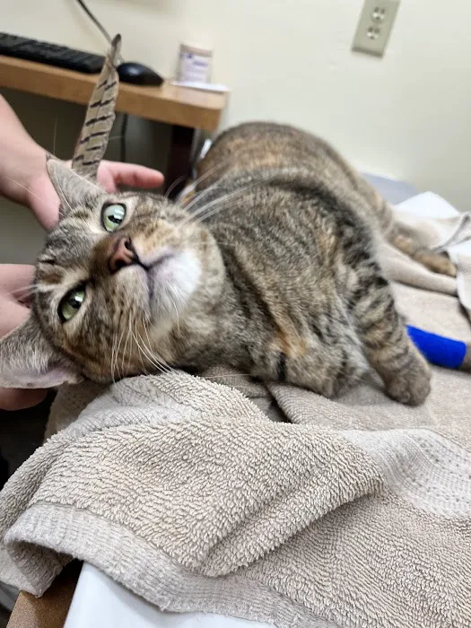 Priority Pet Hospital Picture 3