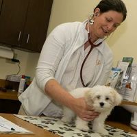 Priority Pet Hospital ico