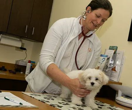 Priority Pet Hospital