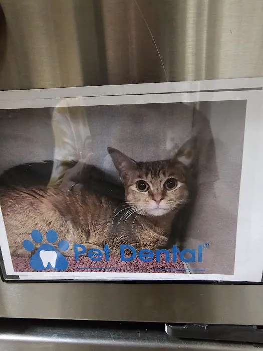 Pet Dental USA Picture 2