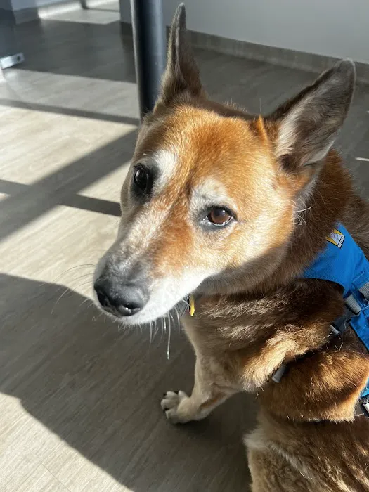 Pet Dental USA Picture 10