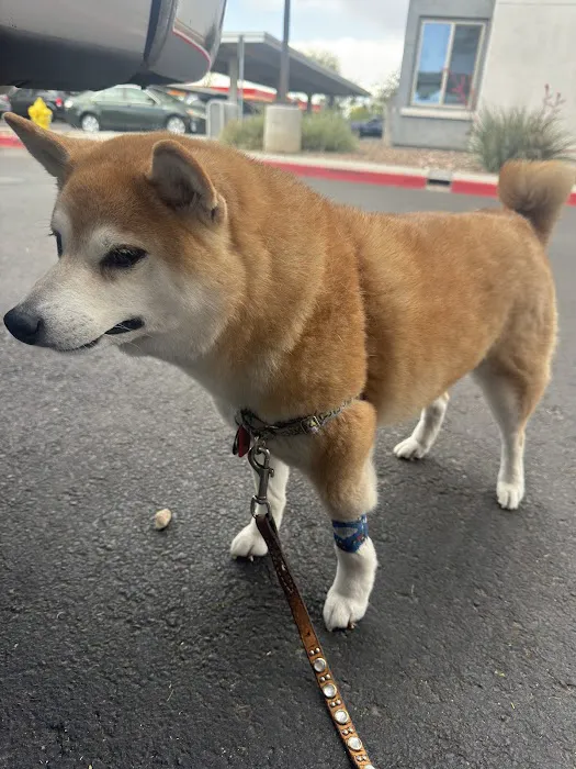 Pet Dental USA Picture 5