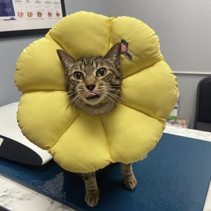 Pet Dental USA Picture 6