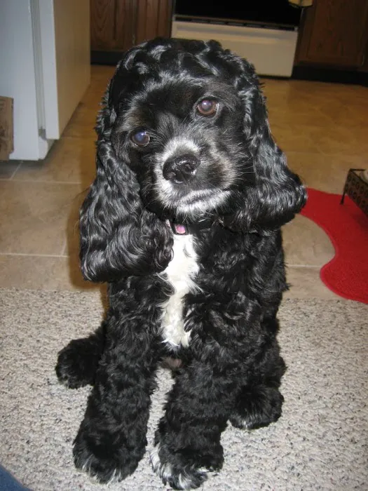 Market Street Pet Hospital Picture 10