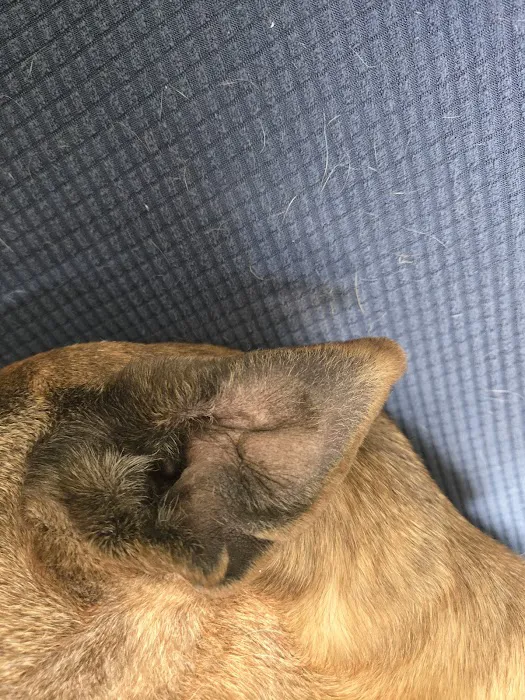 Market Street Pet Hospital Picture 7