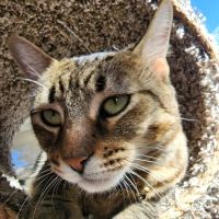 Affordable Veterinary Clinic ico