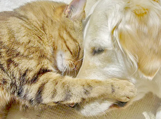 Affordable Veterinary Clinic Picture 4