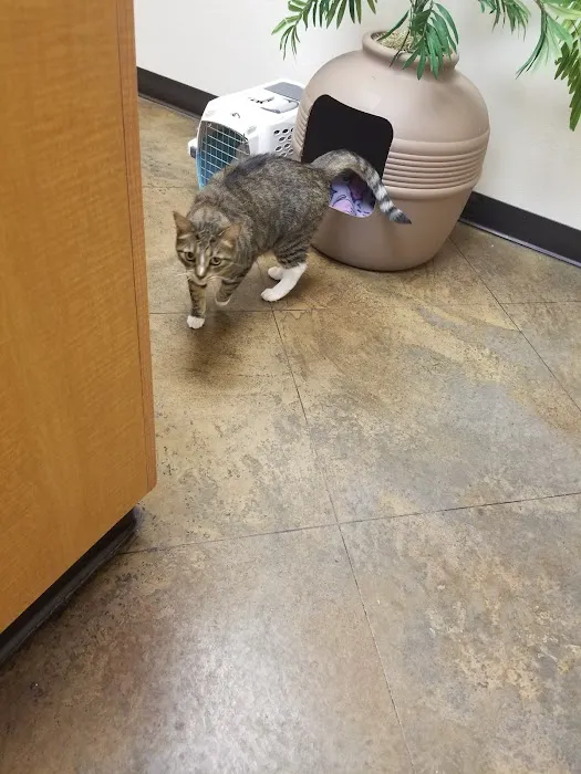 Alta Mesa Animal Hospital Picture 8