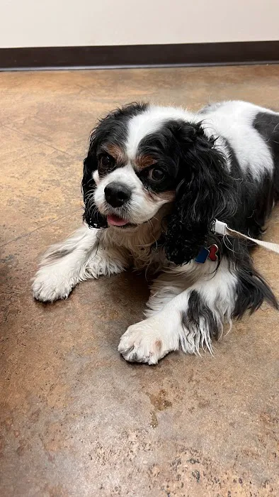Alta Mesa Animal Hospital Picture 9