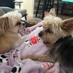 Alta Mesa Animal Hospital