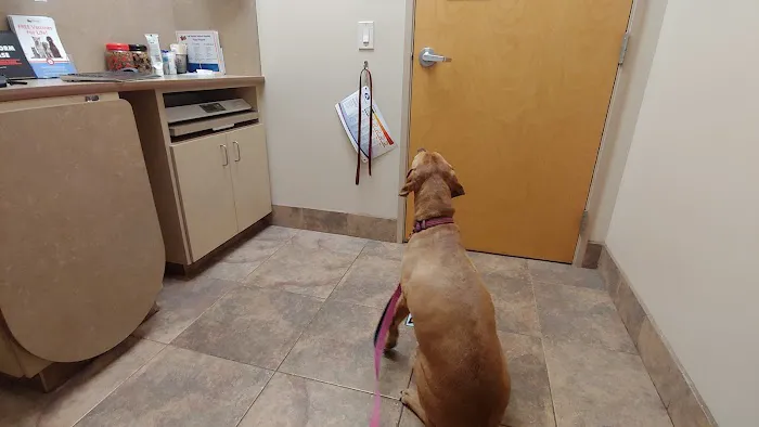 Lovet Pet Health Care - Las Sendas Picture 7
