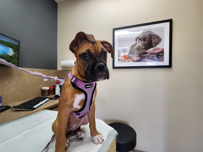 Lovet Pet Health Care - Las Sendas Picture 3