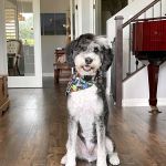 Lovet Pet Health Care - Las Sendas