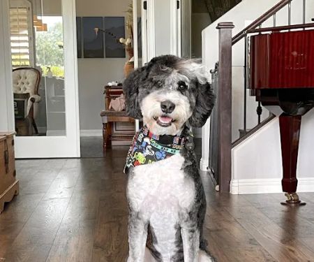 Lovet Pet Health Care - Las Sendas