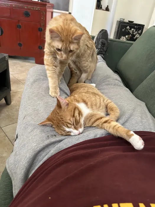 Comet Veterinary Hospital Picture 10