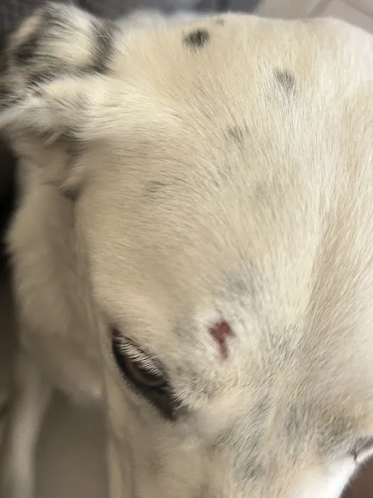 Comet Veterinary Hospital Picture 6