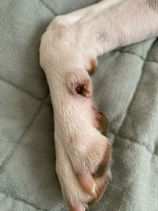 Comet Veterinary Hospital Picture 3