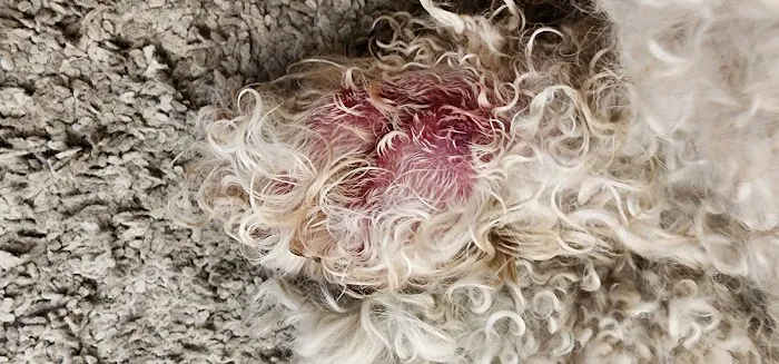 Comet Veterinary Hospital Picture 8