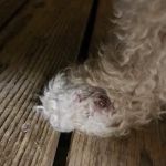 Comet Veterinary Hospital