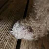 Comet Veterinary Hospital ico