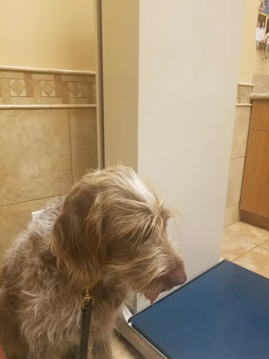 Adobe Veterinary Clinic Picture 5