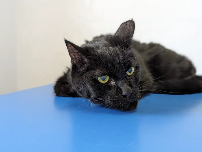 Pet Haven Animal Hospital Picture 6
