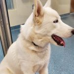 1st Pet Veterinary Centers - Mesa