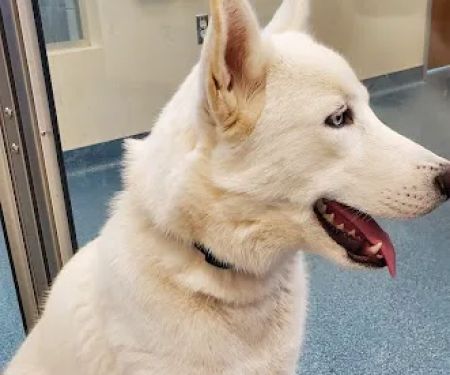 1st Pet Veterinary Centers - Mesa