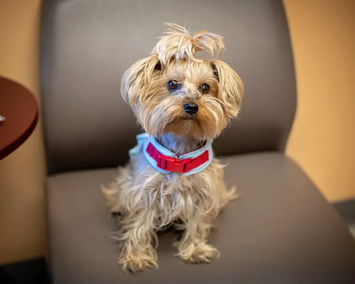 1st Pet Veterinary Centers - Mesa Picture 7