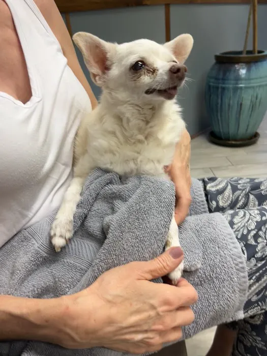 1st Pet Veterinary Centers - Mesa Picture 10