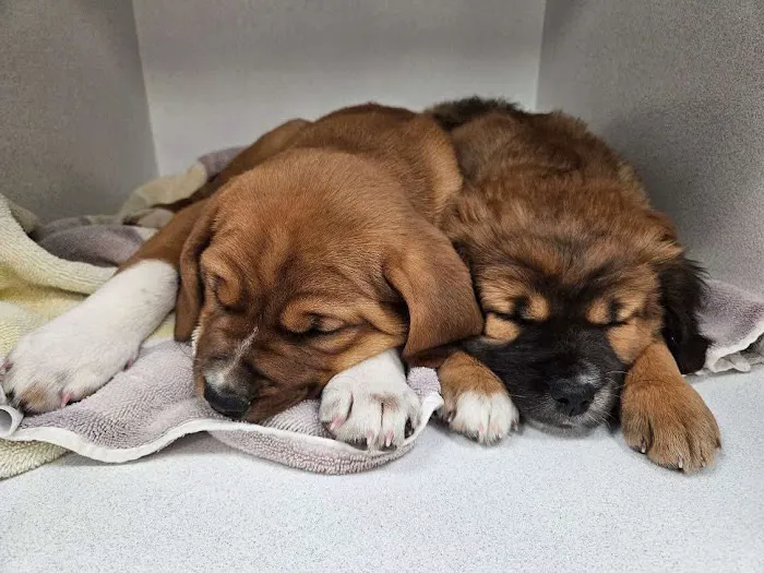 Trusted Paws Veterinary Clinic Picture 2