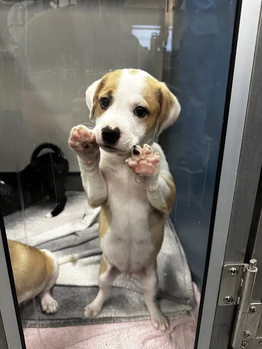 Trusted Paws Veterinary Clinic Picture 4