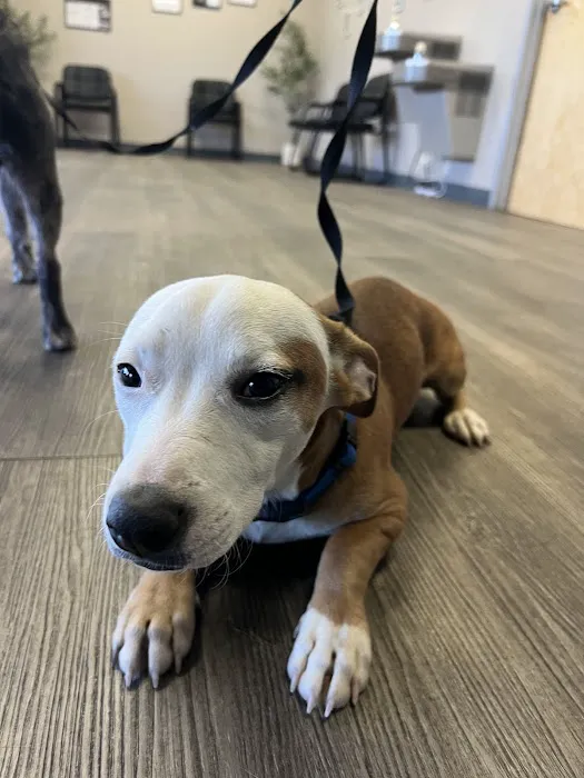 Trusted Paws Veterinary Clinic Picture 8
