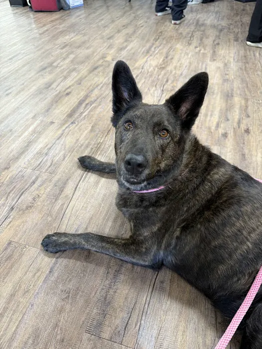 Trusted Paws Veterinary Clinic Picture 1