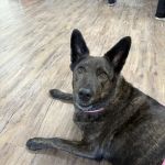 Trusted Paws Veterinary Clinic