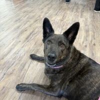 Trusted Paws Veterinary Clinic ico