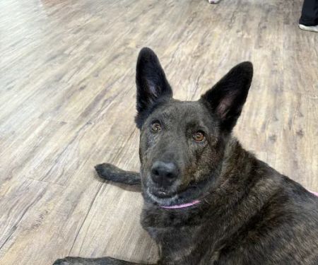 Trusted Paws Veterinary Clinic