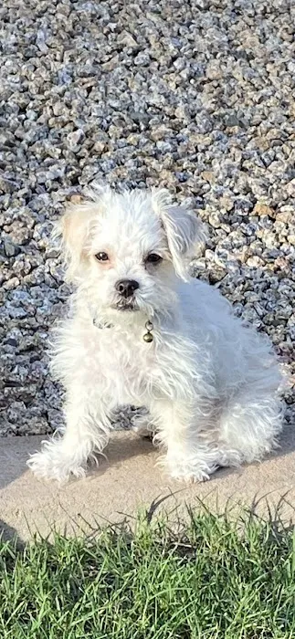 Higley Road Pet Clinic Picture 4