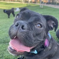 Higley Road Pet Clinic ico