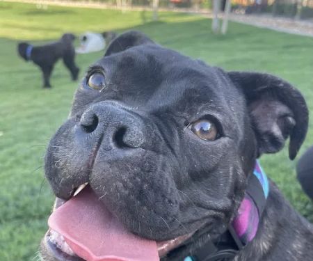 Higley Road Pet Clinic