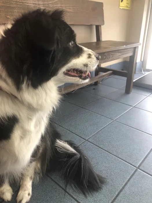 Higley Road Pet Clinic Picture 6