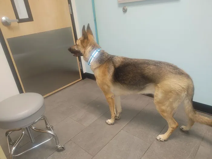Banfield Pet Hospital Picture 6