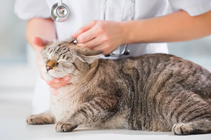 Banfield Pet Hospital Picture 10