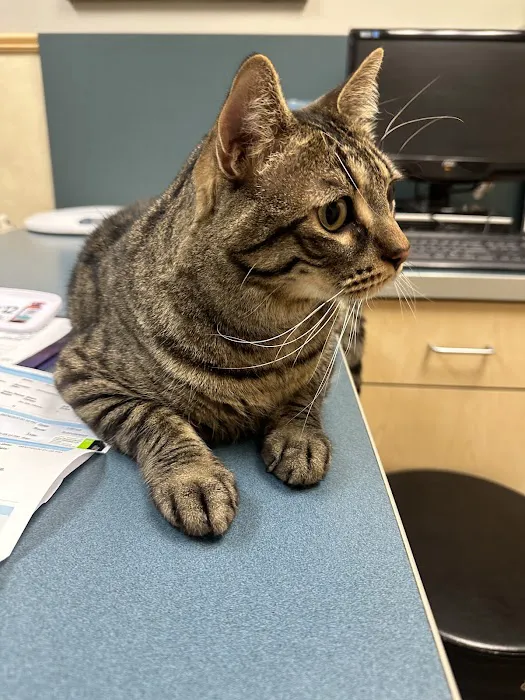 Higley Groves Animal Hospital Picture 9