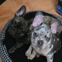Higley Groves Animal Hospital ico