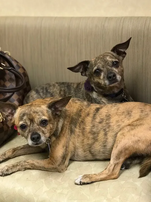 Higley Groves Animal Hospital Picture 2