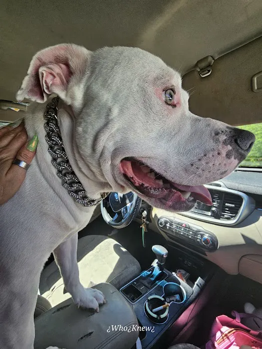 Higley Groves Animal Hospital Picture 10