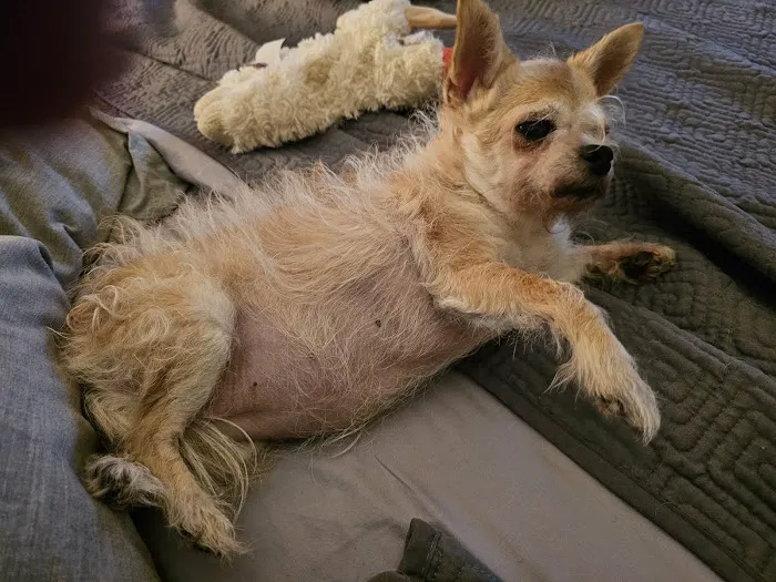 El Dorado Animal Hospital Picture 8